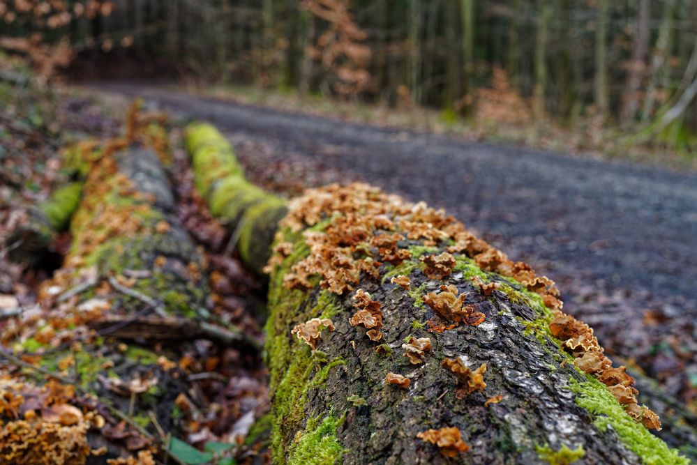 Pilzdetails entlang eines Waldweges