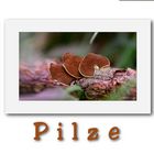 Pilze