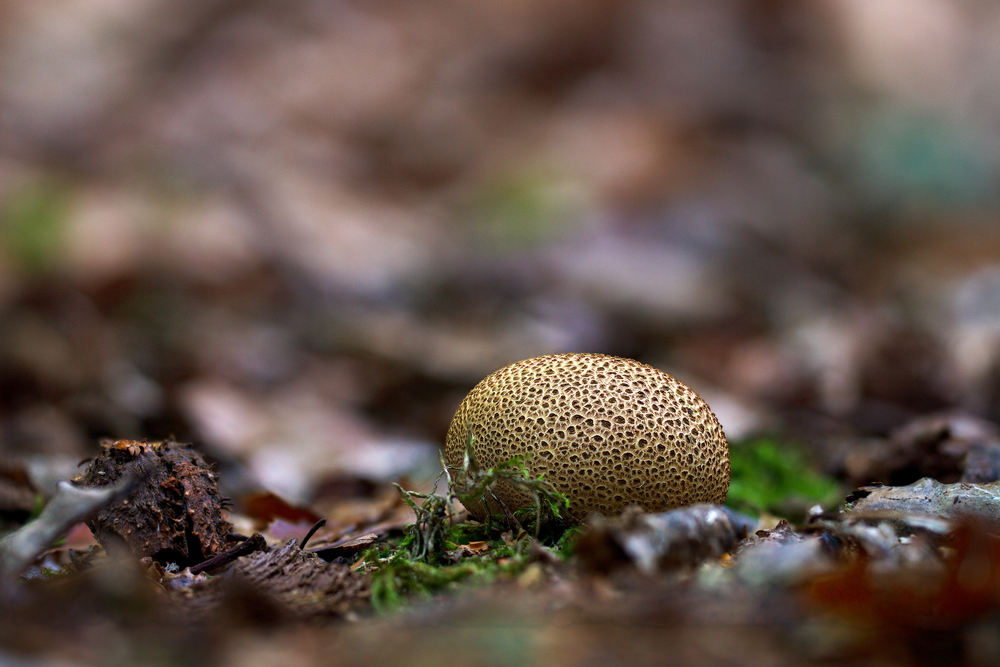 Pilze 104/12 - Leopardenfell Hartbovist