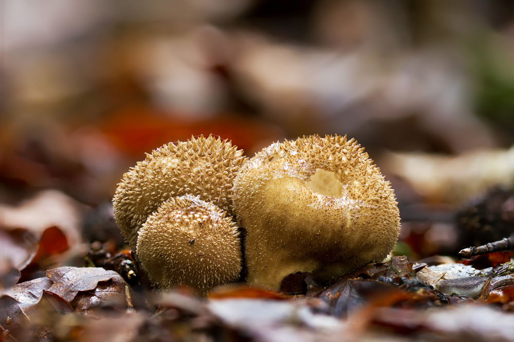 Pilze 106/12 - Stinkender Stäubling