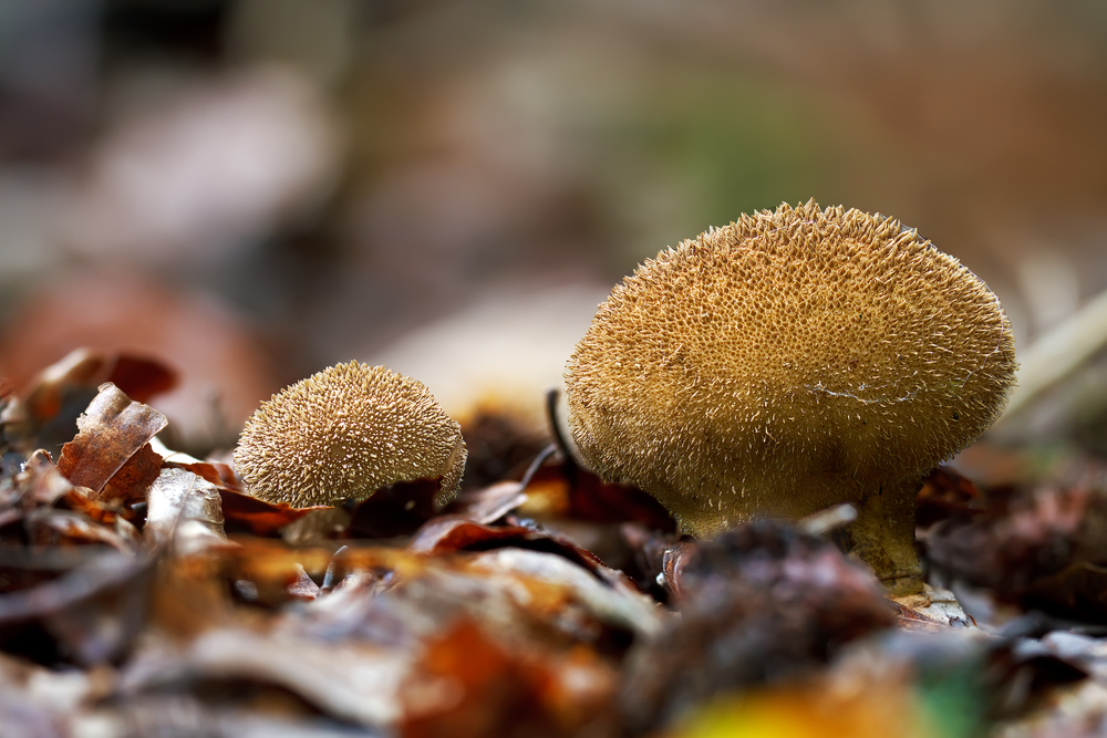 Pilze 107/12 - Stinkender Stäubling