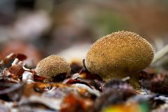 Pilze 107/12 - Stinkender Stäubling