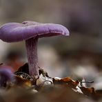 Pilze 1/10 - Violetter Lacktrichterling