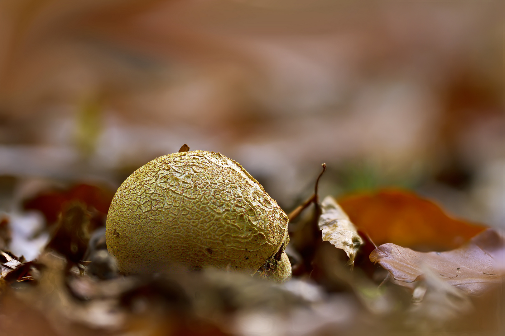 Pilze 111/12 - Dickschaliger Kartoffelbovist