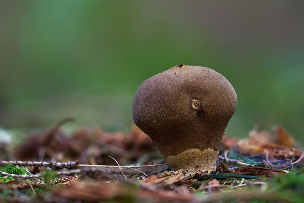 Pilze 112/12 - Alter Flaschenstäubling