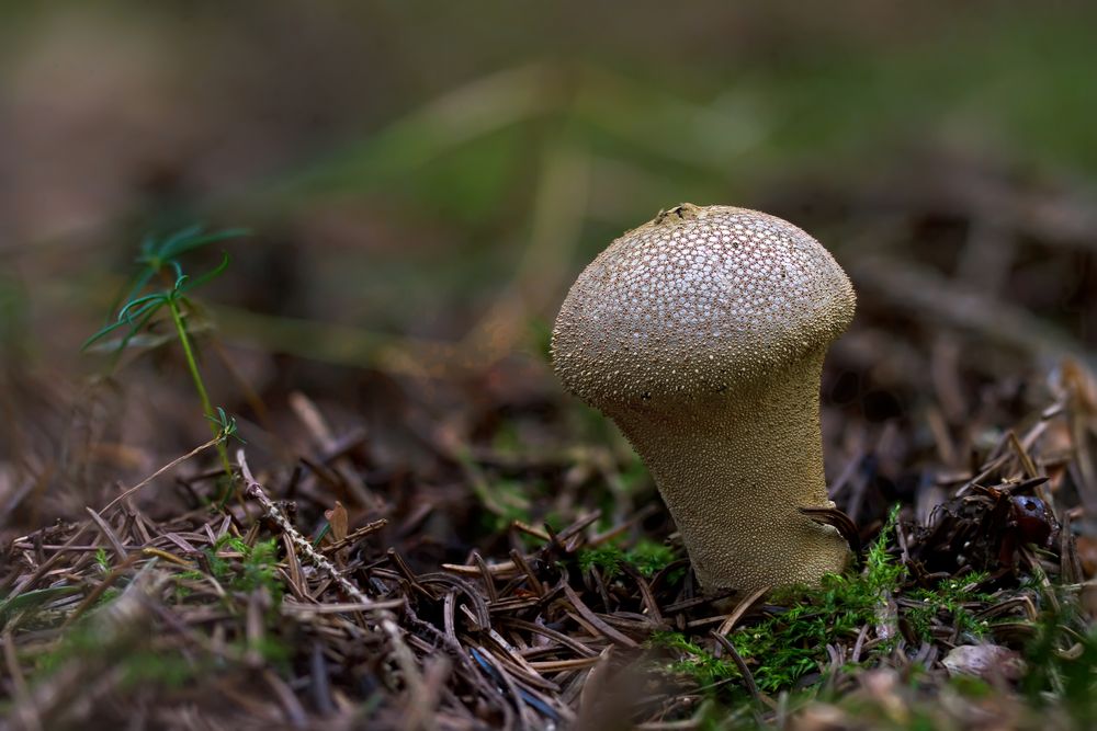 Pilze 113/12 - Alter Flaschenstäubling