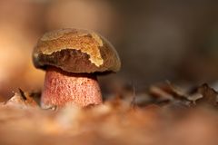 Pilze 20/11 - Flockenstieliger Hexenröhrling