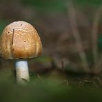 Pilze 23/12 - Wald Champignon