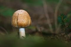 Pilze 23/12 - Wald Champignon