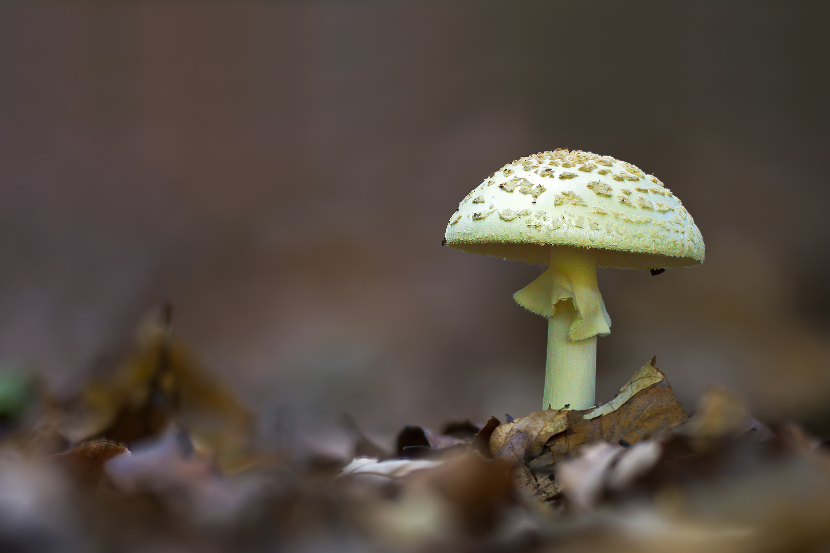 Pilze 26/12 - Gelber Knollenblätterpilz