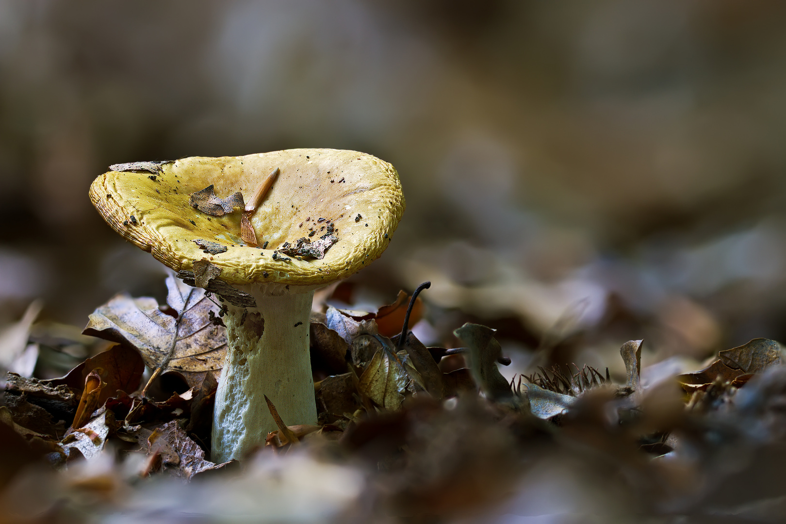 Pilze 31/12 - Ockerfarbener Täubling