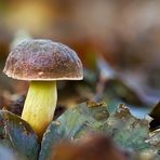 Pilze 49/12 - Herbst Rotfuss Röhrling