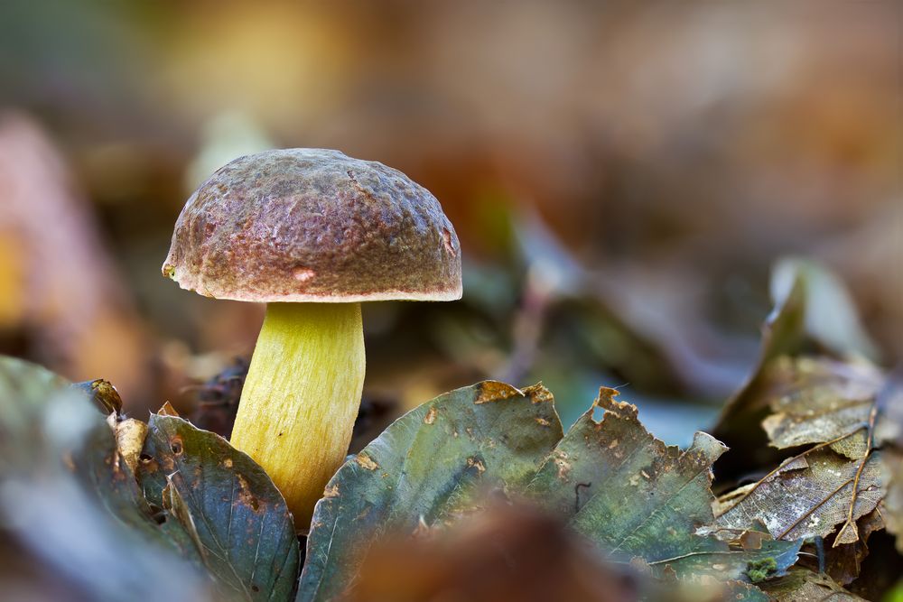 Pilze 49/12 - Herbst Rotfuss Röhrling