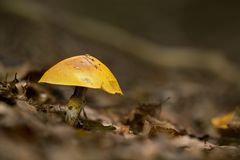 Pilze 6/11 - Goldgelbe Lärchenröhrling