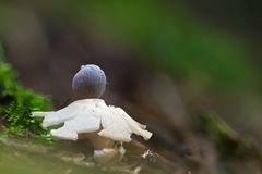 Pilze 6/12 - Kleiner Nest Erdstern