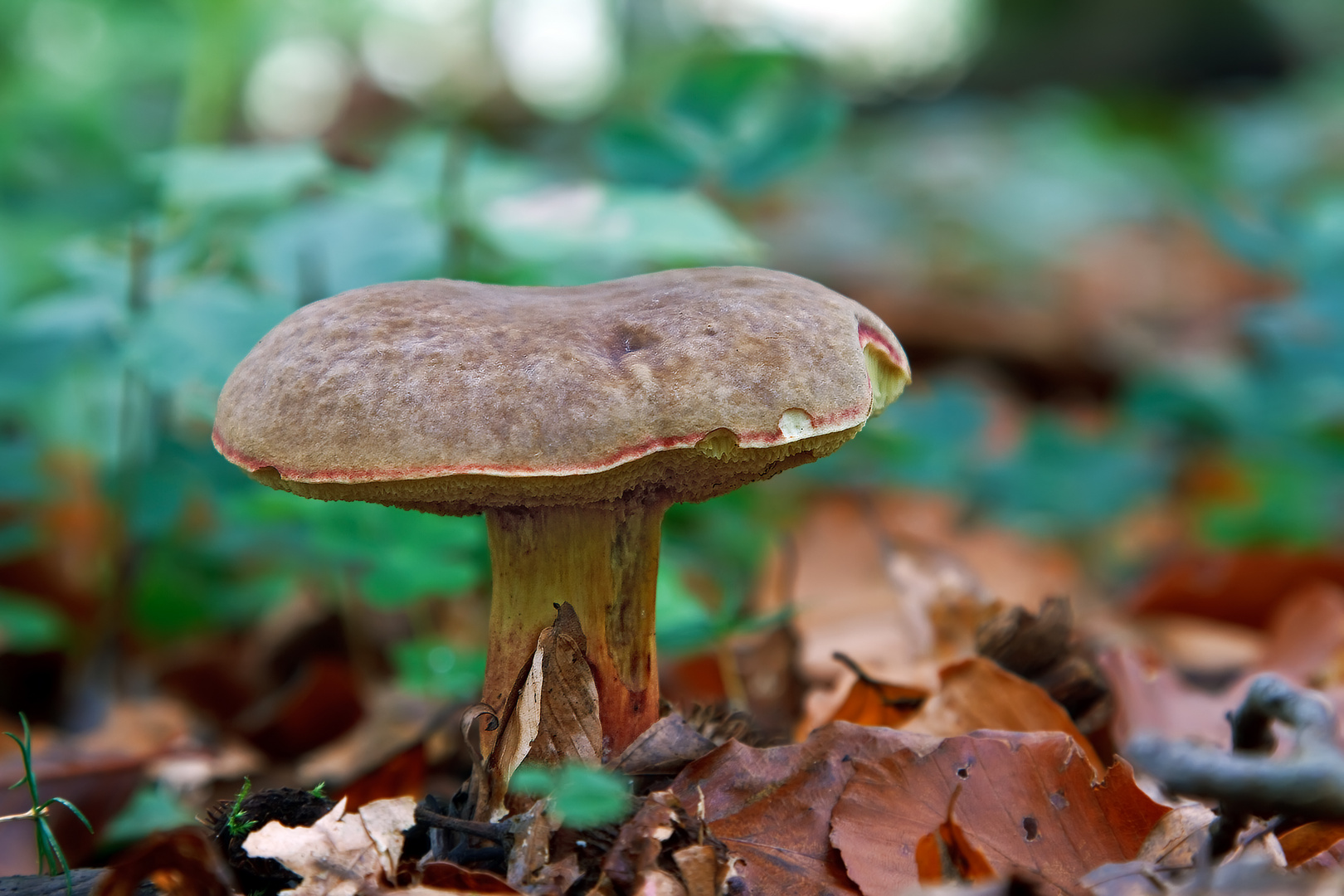 Pilze 62/12 - Herbst Rotfuss Röhrling