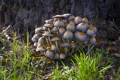 Pilze