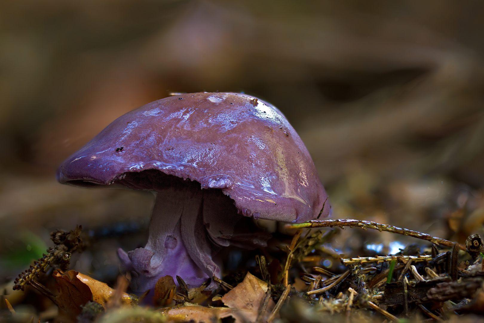 Pilze 87/12 - Bocks Dickfuß