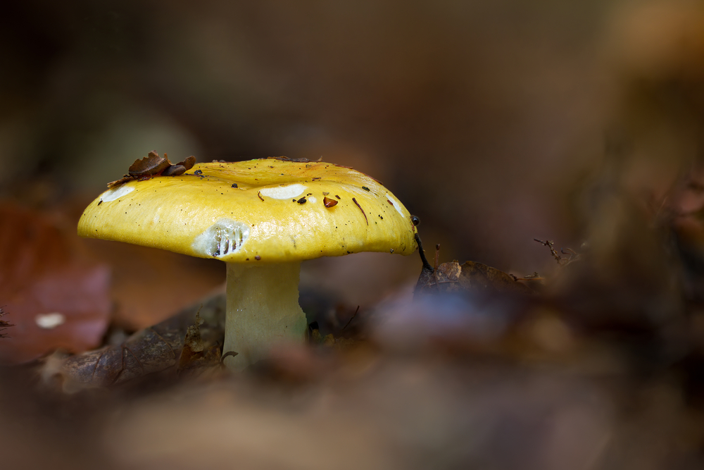 Pilze 94/12 - Ockerfarbener Täubling