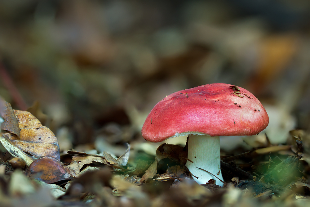 Pilze 95/12 - Buchen Spei Täubling