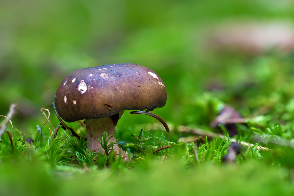 Pilze 97/12 - Stachelbeer Täubling