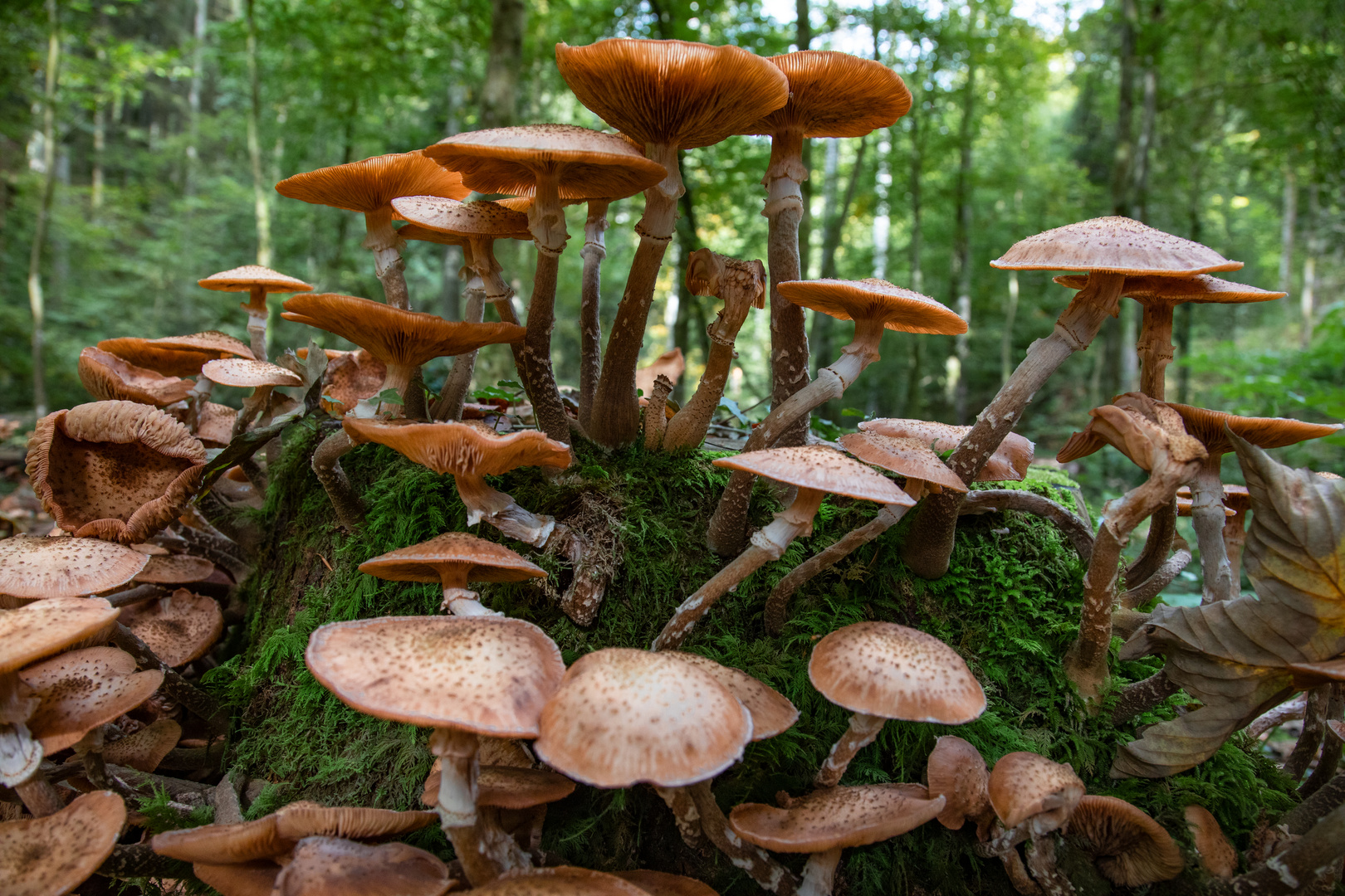 Pilze am abgestorbenen Baum