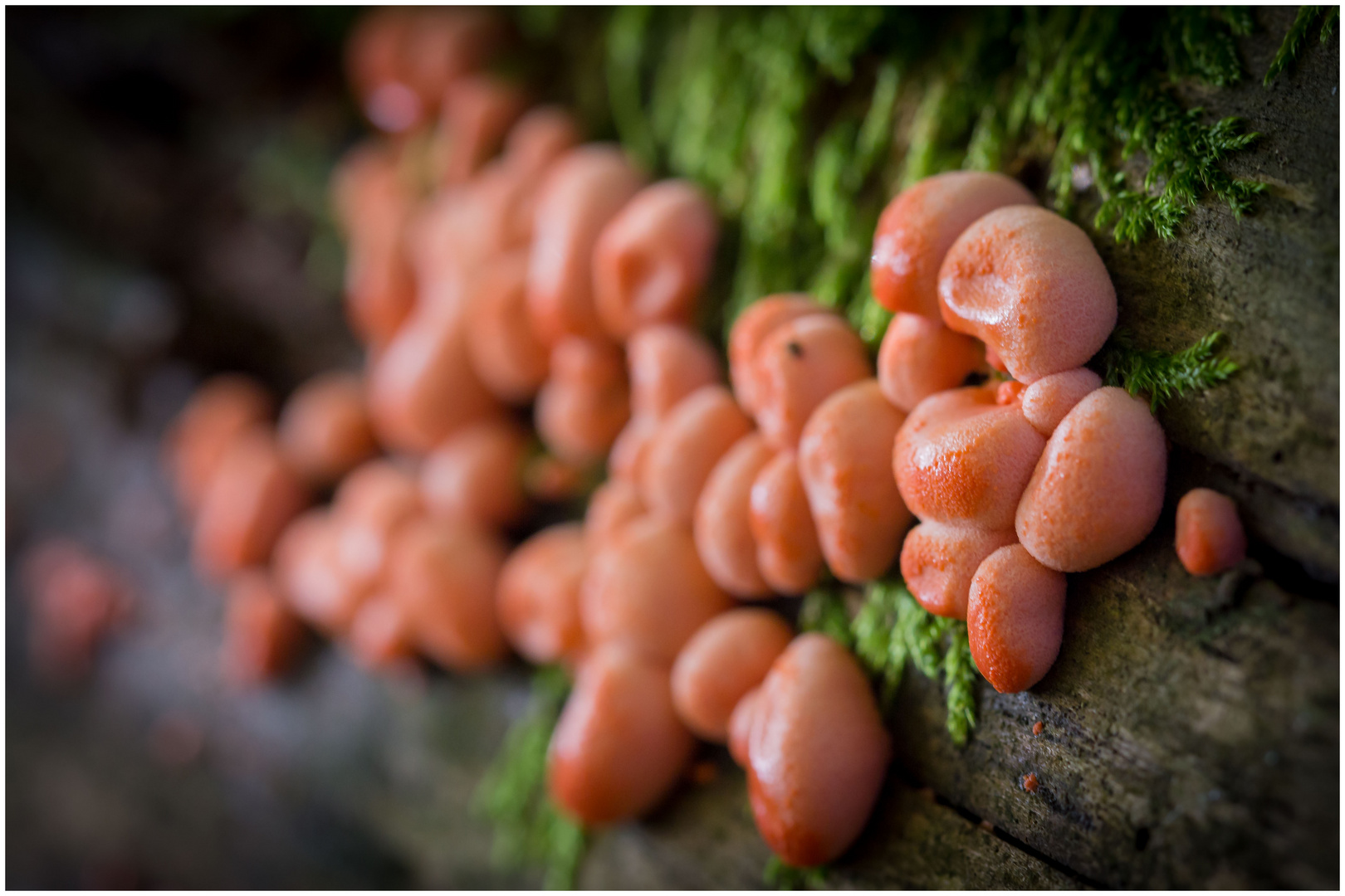 Pilze am alten Holz