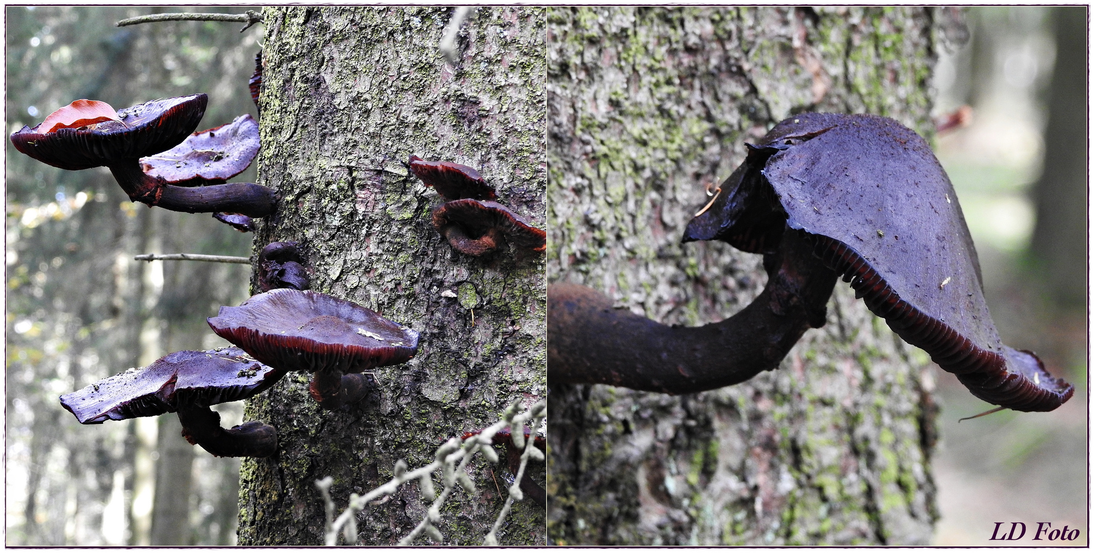 Pilze am Baum  1