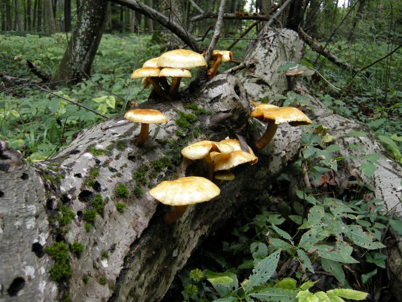 Pilze am Baum