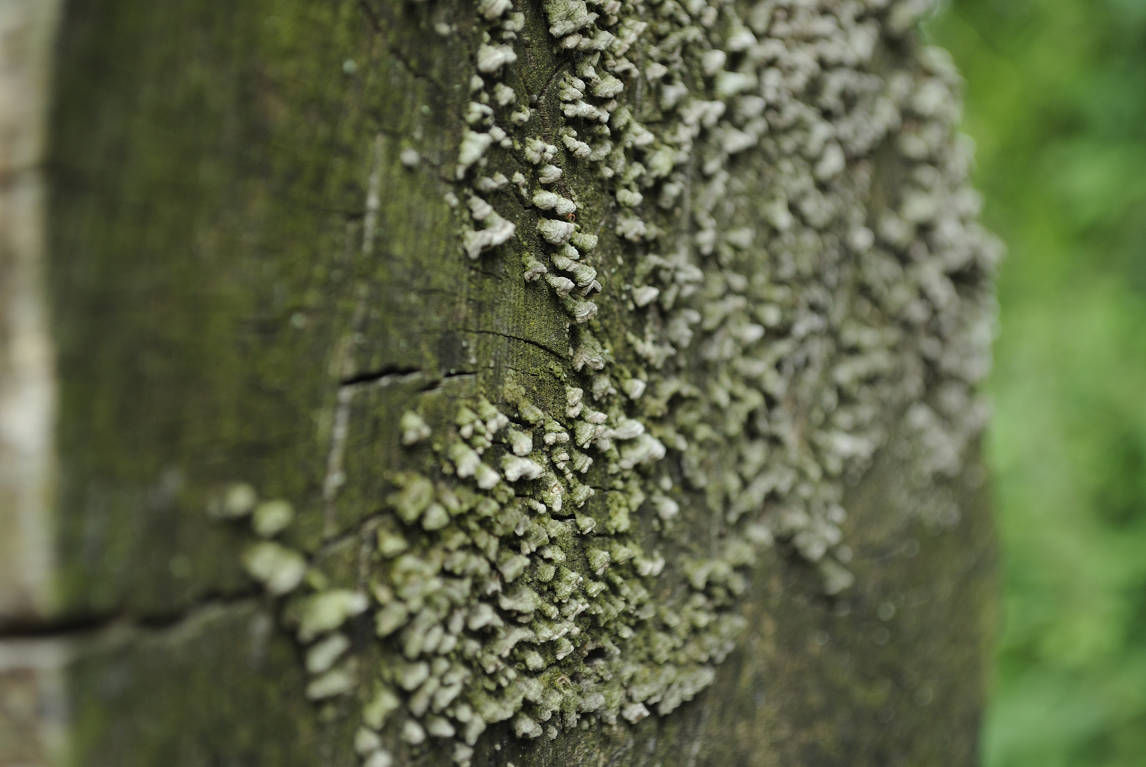 Pilze am Baum