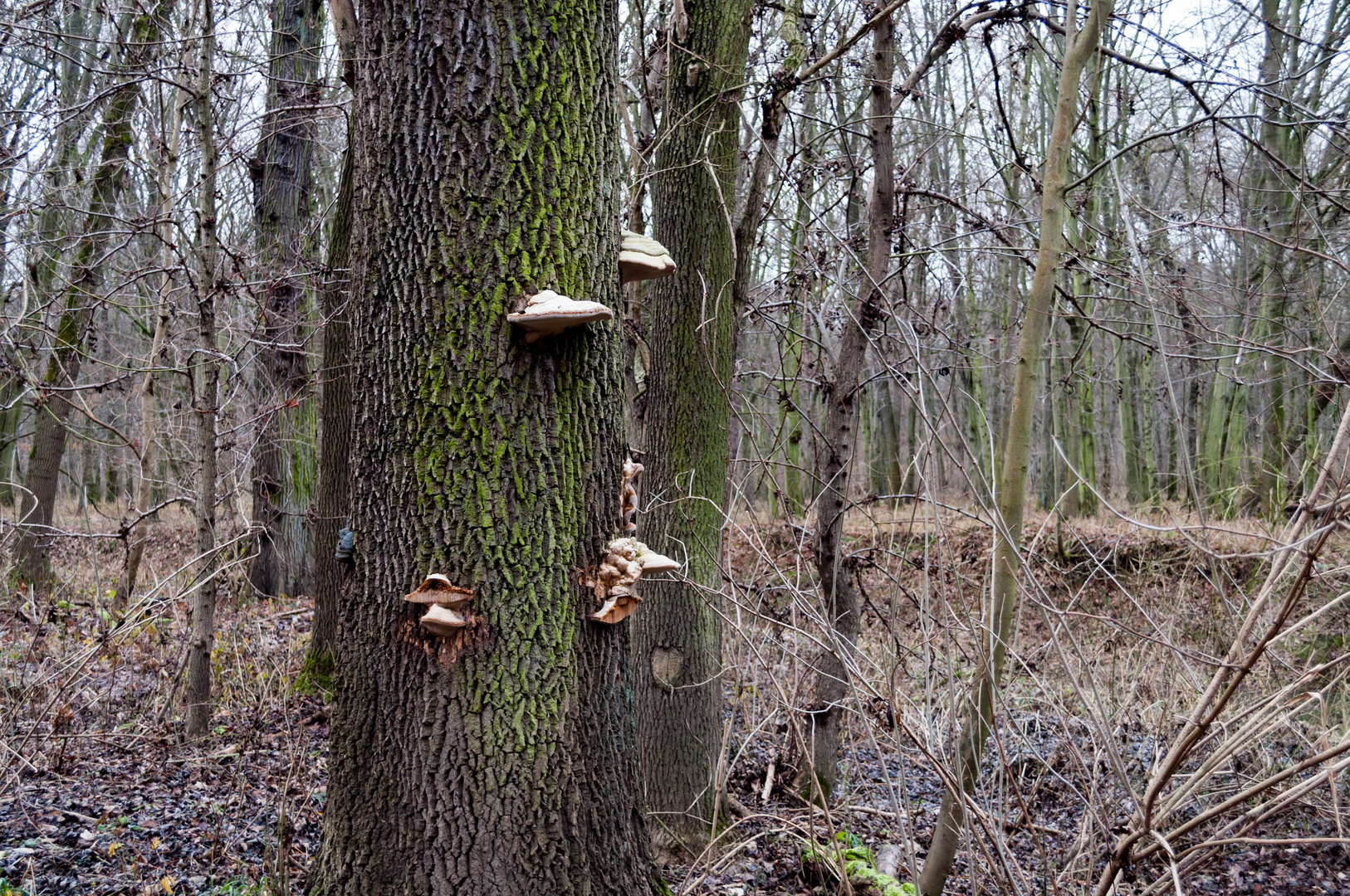 Pilze am Baum 
