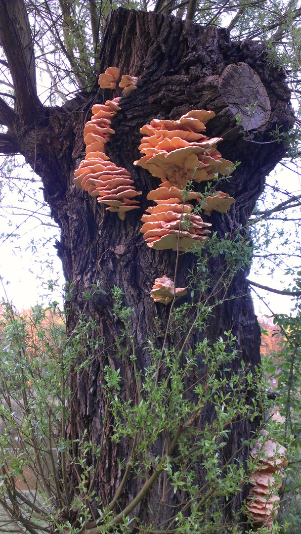 Pilze am Baum