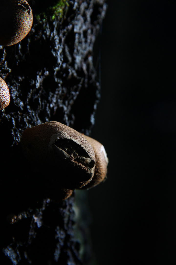 Pilze am Baum