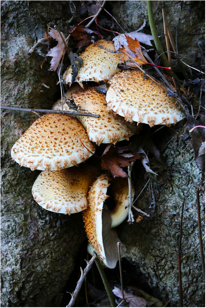 Pilze am Baum