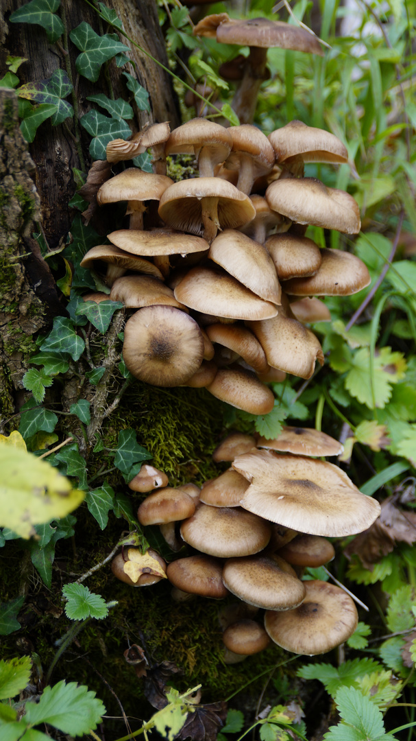 Pilze am Baum