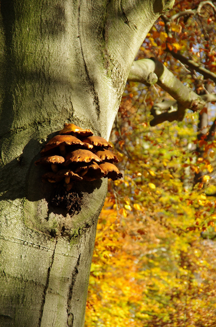 Pilze am Baum