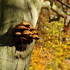 Pilze am Baum