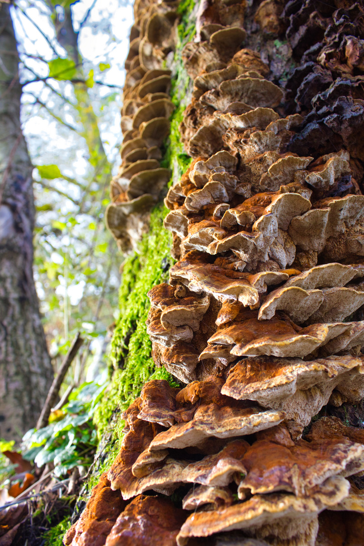 Pilze am Baum