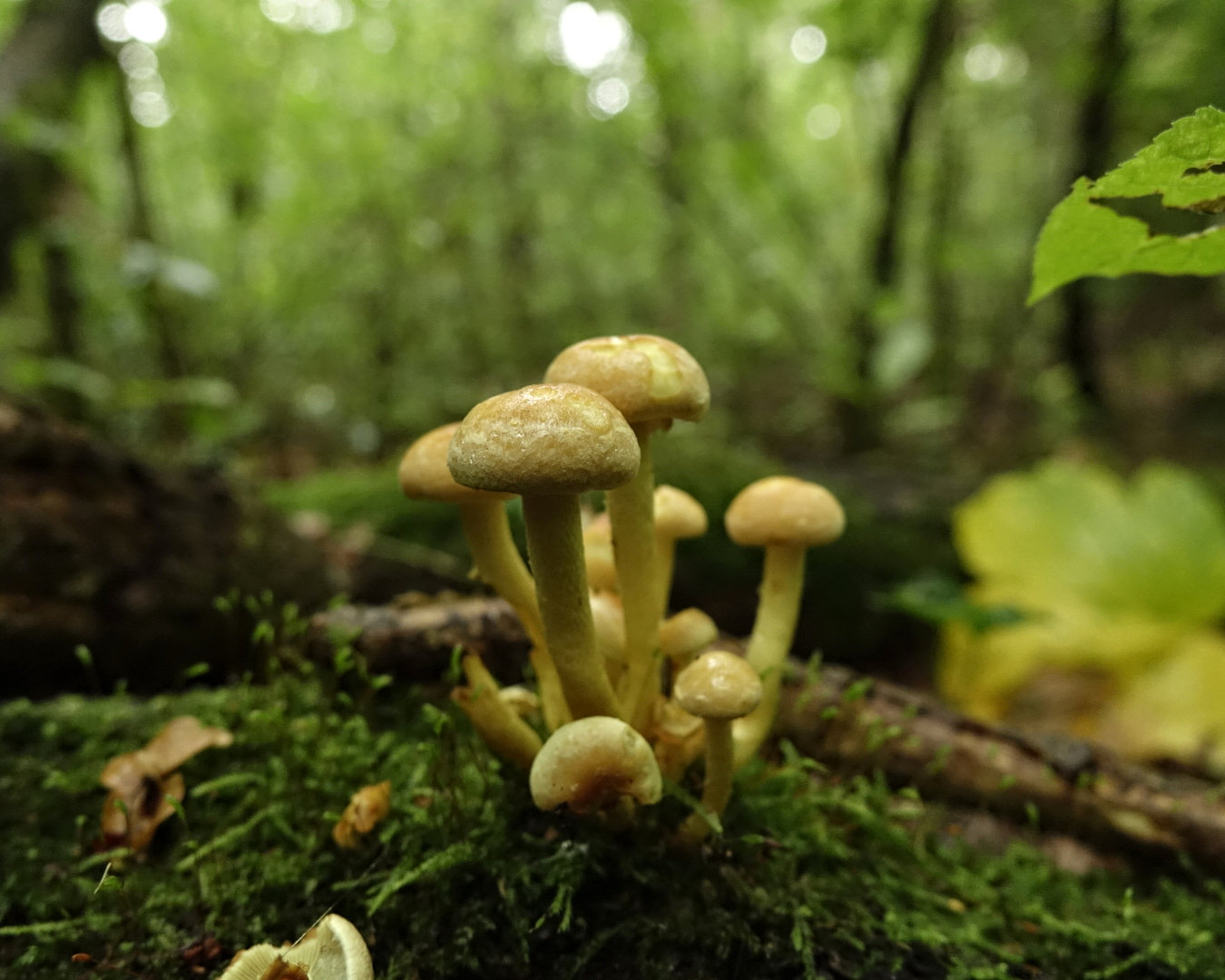 Pilze am Baumstamm