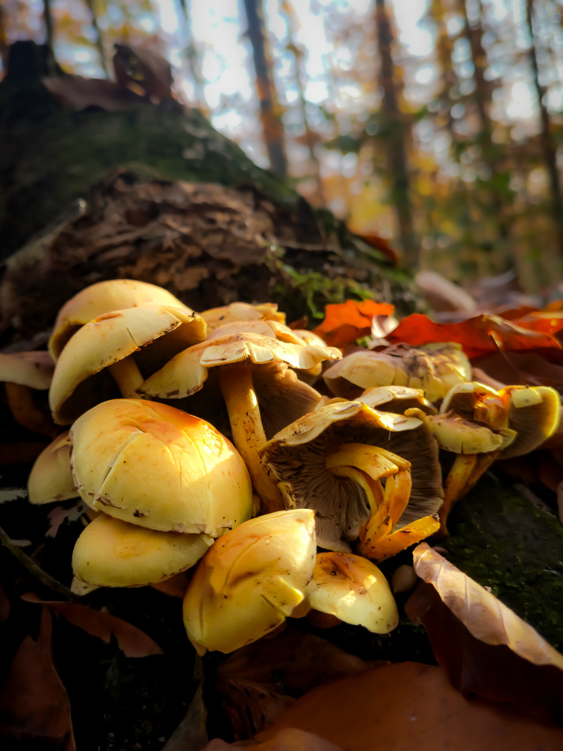 Pilze am Baumstamm Foto & Bild pflanzen, pilze & flechten, pilze & flechten, natur Bilder auf