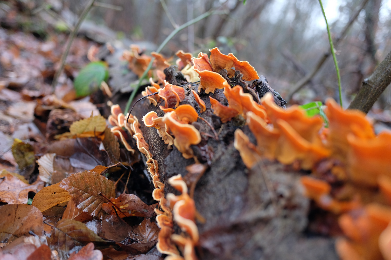 Pilze am Baumstamm