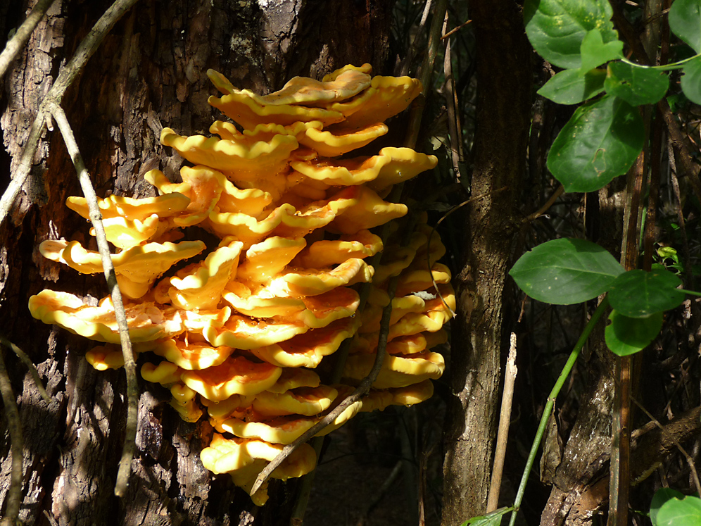 Pilze am Baumstamm Foto & Bild pflanzen, pilze & flechten, pilze & flechten, natur Bilder auf