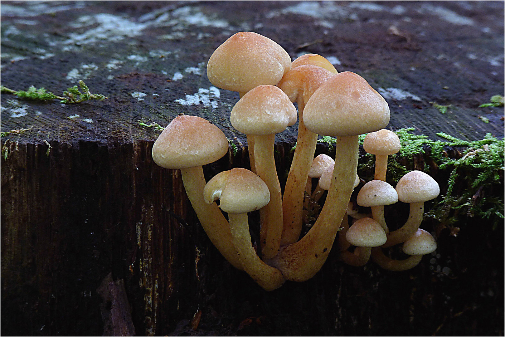 Pilze am Baumstamm Foto & Bild natur Bilder auf
