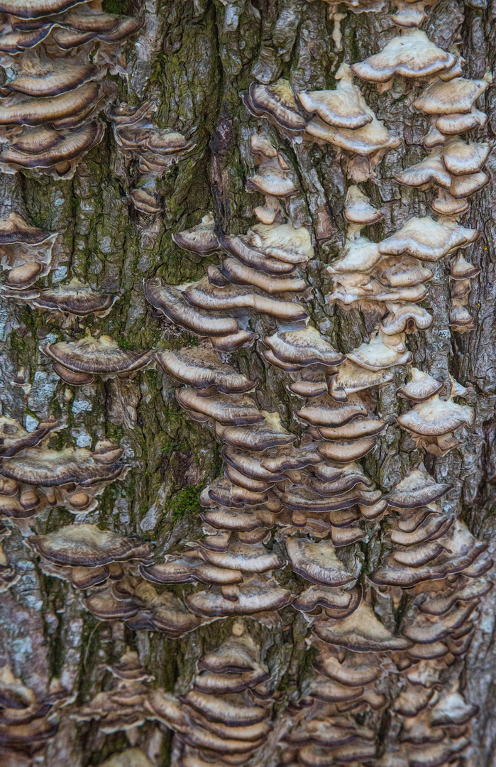 Pilze am Baumstamm - die Symbiose