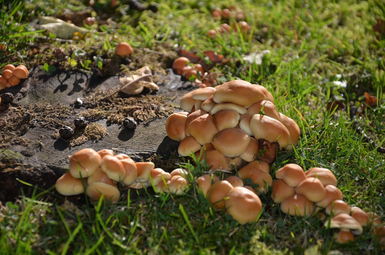 Pilze am Baumstumpf