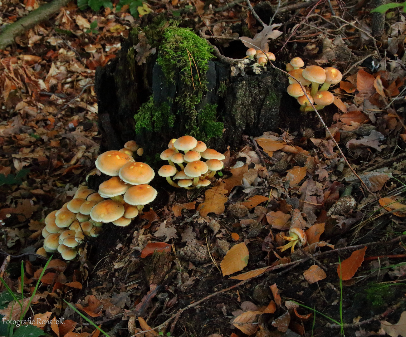 Pilze am Baumstumpf Foto & Bild deutschland, europe, nordrhein westfalen Bilder auf