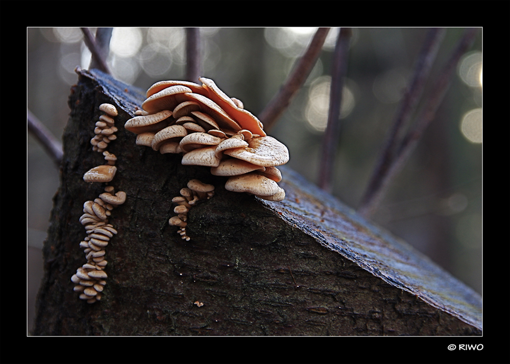 Pilze am Baumstumpf...