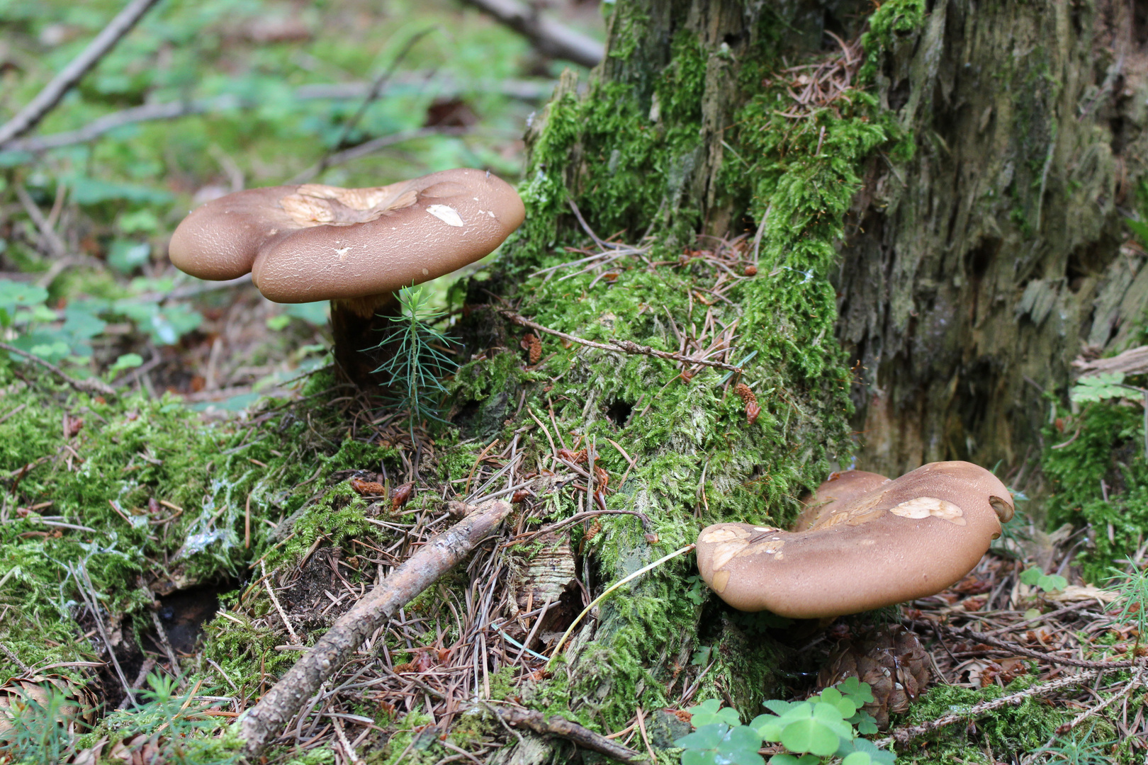 Pilze am Baumstumpf