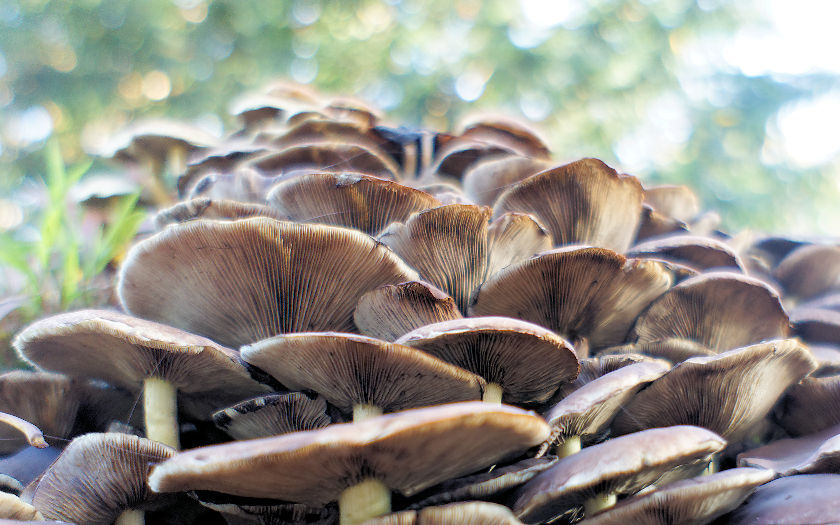 Pilze am Baumstumpf im Düsseldorfer Südpark / Volksgarten