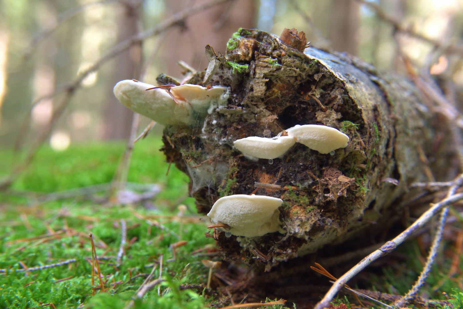 Pilze am Baustamm